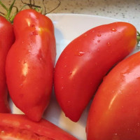 Tomato seeds «Sarnowski Polish Plum»