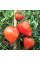 Tomato seeds «Giant Heart Climber»