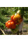 Насіння томату «Томатний рай»
