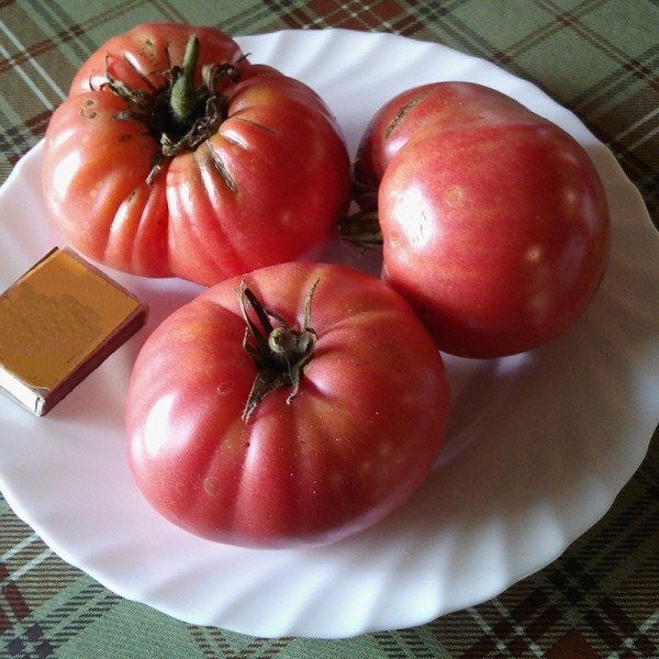 Tomato seeds «Japanese crab»