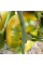 Насіння томату «Жовтий від Ліліан»