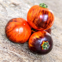 Tomato seeds «Antho Striped Dwarf»