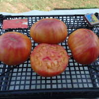 Tomato seeds «Red target»