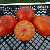 Tomato seeds «Marizol Gold»