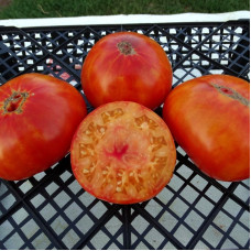 Насіння томату «Марізол золотий»