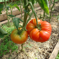 Насіння томату «Вірджинський солодкий»
