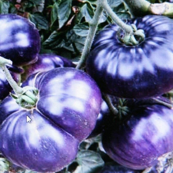 Tomato seeds «Purple wonder»