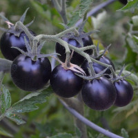 Tomato seeds «Dancing with Smurfs»
