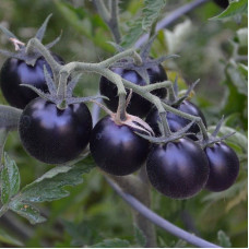 Tomato seeds «Dancing with Smurfs»