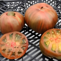 Насіння томату «Гарвардський сквер»