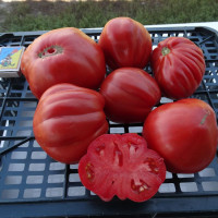 Tomato seeds «Best Bestos»