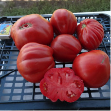 Насіння томату «Найкращий»