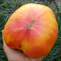 Tomato seeds «Big Rainbow»