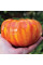 Насіння томату «Велика веселка»