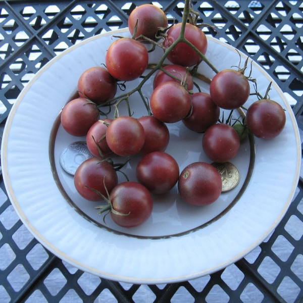 Насіння томату «Вишня чорна»