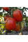 Насіння томату «Санта Крус Када гіганте»