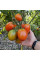 Насіння томату «Санта Крус Када гіганте»