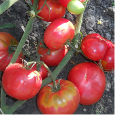 Насіння томату «Роза Алтаю»
