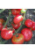 Насіння томату «Роза Алтаю»