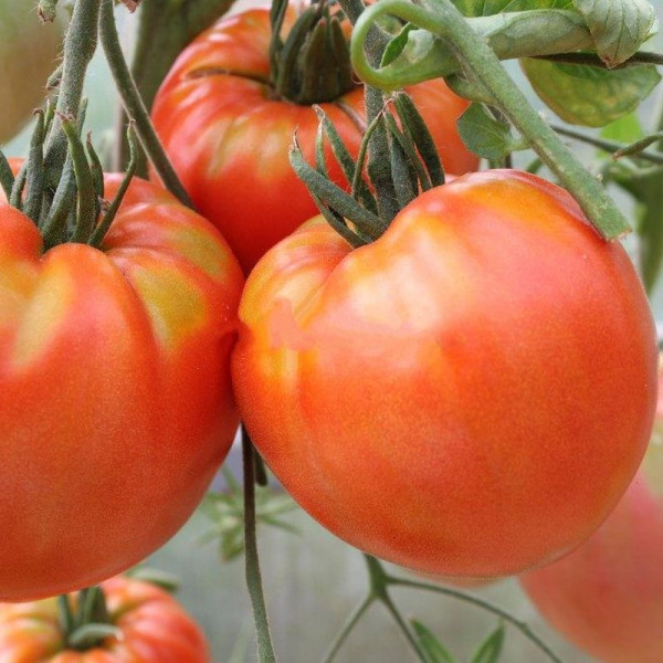 Tomato seeds «King Kong»