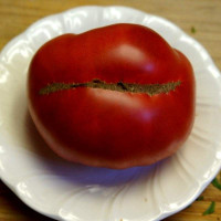 Семена томата «Глушь»