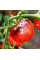 Насіння томату «Різнокольорова дорогоцінність»