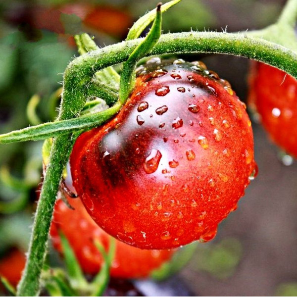 Насіння томату «Різнокольорова дорогоцінність»