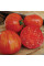 Насіння томату «Сонячний спалах XL»