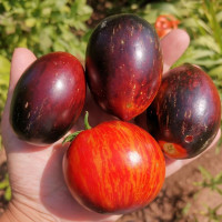 Насіння томату «Гаргамель»