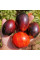 Насіння томату «Гаргамель»