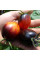 Насіння томату «Гаргамель»