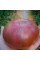 Насіння томату «Темна королева»