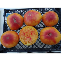 Насіння томату «Зірка Техасу»