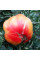 Семена томата «Звезда Техаса»