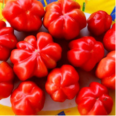 Насіння томату «Етуаль»