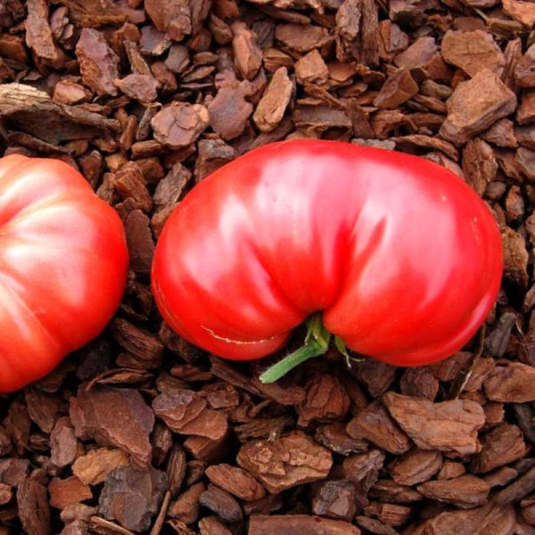 Семена томата «Королевский дар царя»