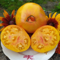 Насіння томату «Віфлеємський вогонь»