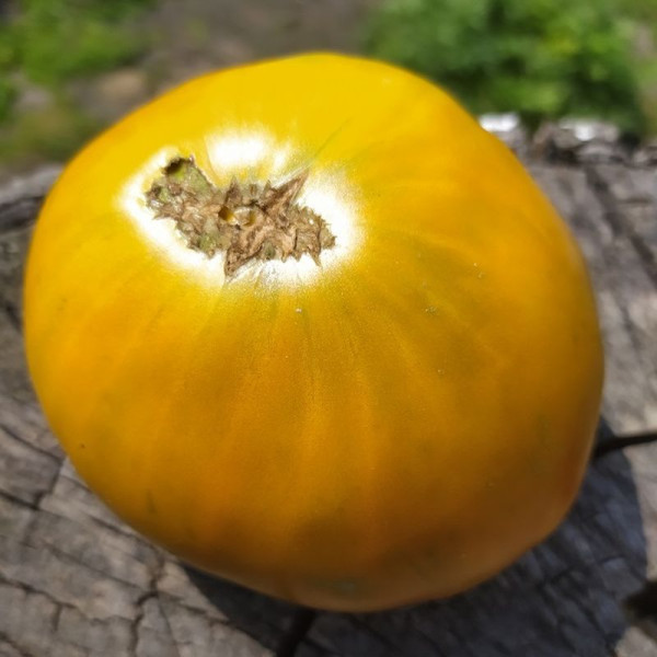 Насіння томату «Коричневий дербі з ферми Ельзера»