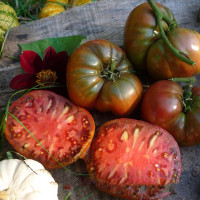 Семена томата «Чёрный проект Дина»