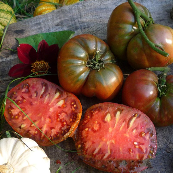 Насіння томату «Чорний проект Діна»