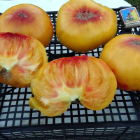 Насіння томату «Лапа жовта»