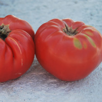 Насіння томату «Гігант Бельгії»