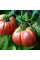Насіння томату «Гігант Бельгії»