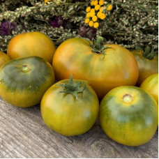 Насіння томату «Трилисник»