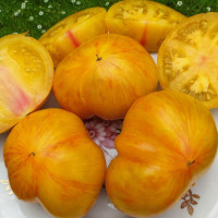 Насіння томату «План 9 із відкритого космосу»