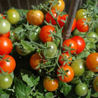 Tomato seeds «Wilma»