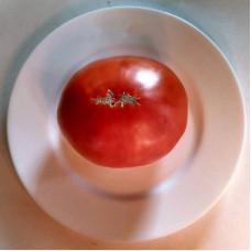 Насіння томату «Планета»