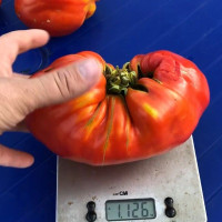 Tomato seeds «Goatbag»