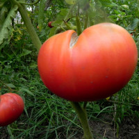 Насіння томату «Томатний король рожевий»