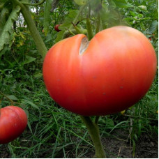 Tomato seeds «Tomato king pink»